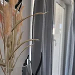 Apartament Miric